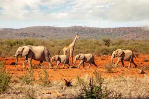 Wildlife against the red dust background. 