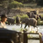 Game drives at Rattray's