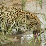 Los campamentos MalaMala se encuentran en la Reserva Privada de Sabi Sands, quizá el mejor lugar de África para ver leopardos.