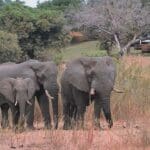 MalaMala es sinónimo de increíbles avistamientos de animales, ¡incluso desde la comodidad del propio campamento!