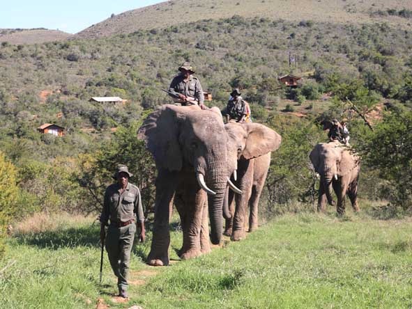 Elephant-back adventures can be part of your malaria-free safari - ask us how!