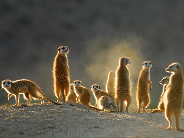 Ever-endearing meerkats are part of the malaria-free Kalahari landscape.