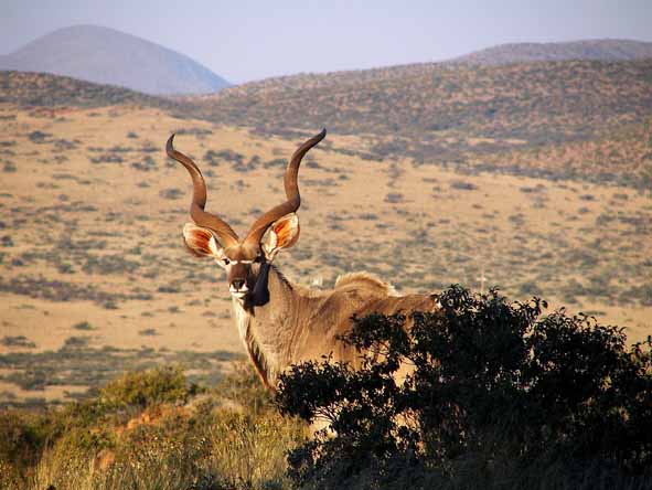 You can see magnificent kudu bulls in all our malaria-free reserves.