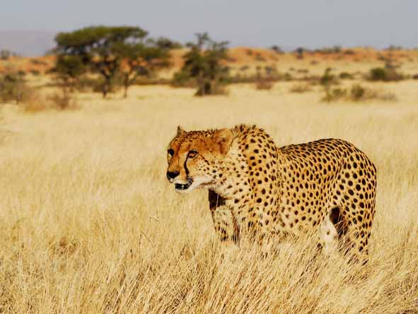 Several malaria-free reserves are strongholds for the endangered cheetah.