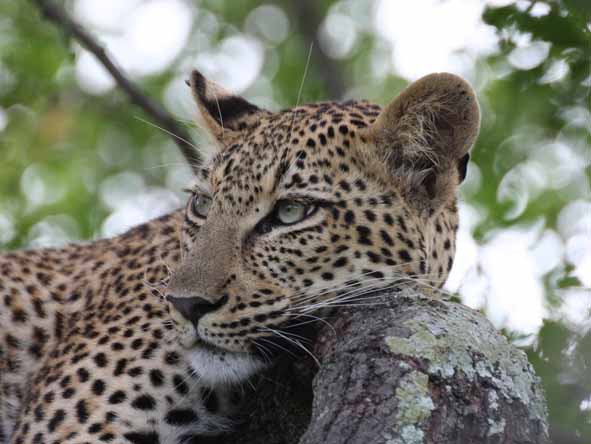A leopard sighting is usually the highlight of any safari!