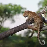 Leopard in the tree.