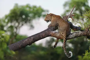 Leopard in the tree.