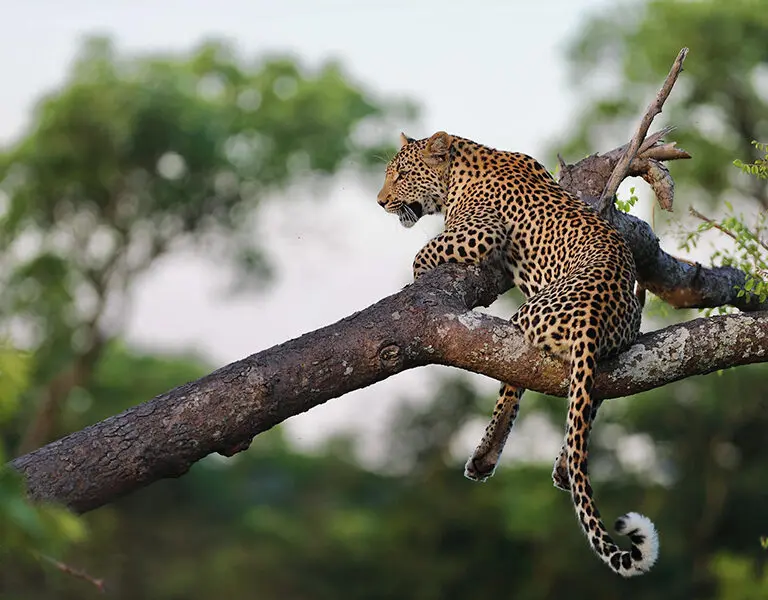 Leopard in the tree.