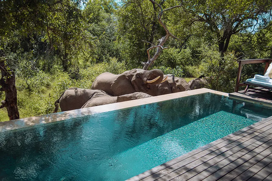 malewane-lodge-at-royal-malewane-thornybush-kruger-suite-pool-12