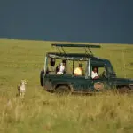 Game drives are normally conducted in 4x4 vehicles with pop-up roofs.