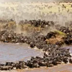 During the river crossing season - July to August - you'll likely witness the herds in large, frantic numbers.