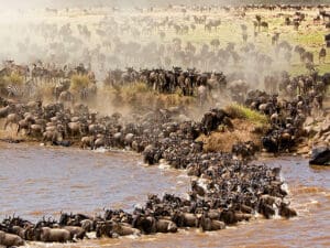 During the river crossing season - July to August - you'll likely witness the herds in large, frantic numbers.