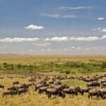The plains are dotted with thousands of wildebeest during the Great Migration.