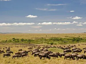 The plains are dotted with thousands of wildebeest during the Great Migration.