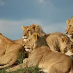 Lion prides are in abundance in the Masai Mara, and especially active during the migration.