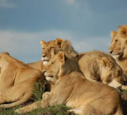 En el Masai Mara abundan las manadas de leones, especialmente activas durante la migración.