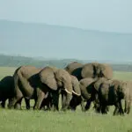 A tight matriarchal elephant herd crosses the plains on their way to a nearby water source.