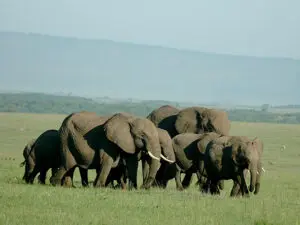 A tight matriarchal elephant herd crosses the plains on their way to a nearby water source.