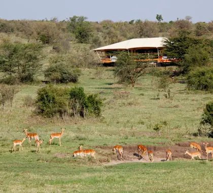 Antílope a vaguear em frente ao alojamento. 