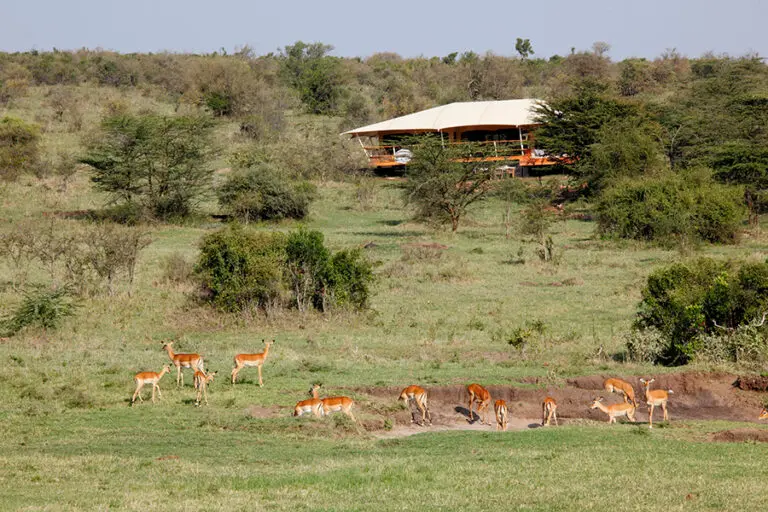Antelope roaming in front of the lodge. 