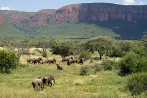 Large herds of elephant.