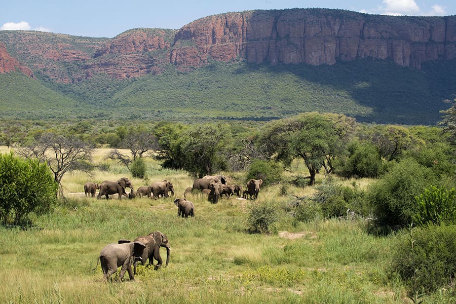 Large herds of elephant.