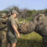 Rhino conservation efforts at Marataba Mountain Lodge.