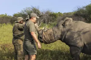Rhino conservation efforts at Marataba Mountain Lodge.