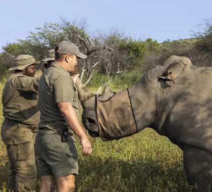 Rhino conservation efforts at Marataba Mountain Lodge.
