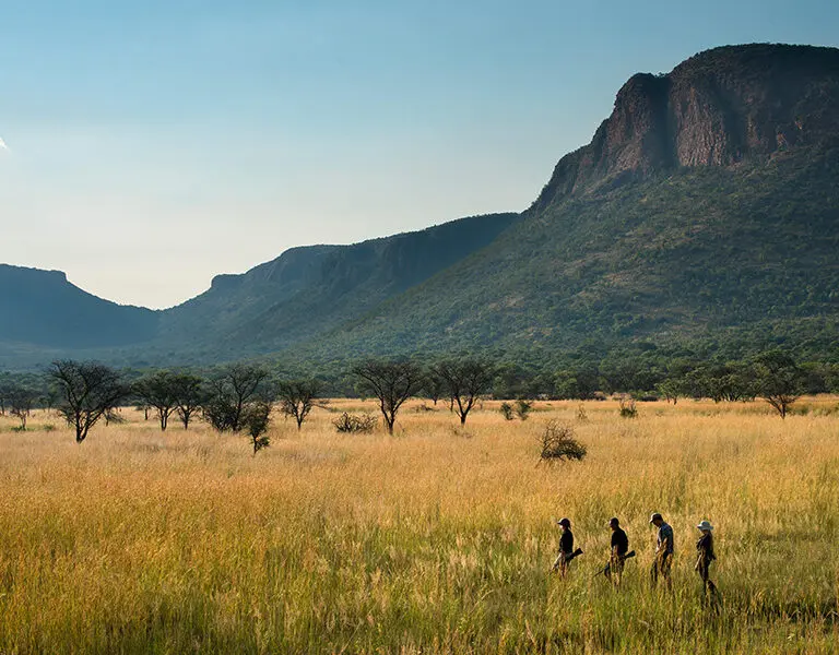 Paseos guiados por la naturaleza africana.
