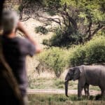 Safaris a pie guiados.