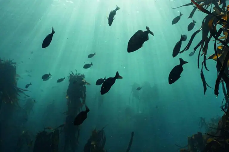 A marine biologist experience.