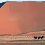 Marvel at the Namib's super-sized sand dunes from the comfort of Little Kulala - an intimate desert oasis.