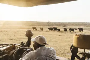 Game drives in Matetsi Private Game Reserve.