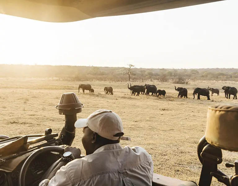 Game drives in Matetsi Private Game Reserve.