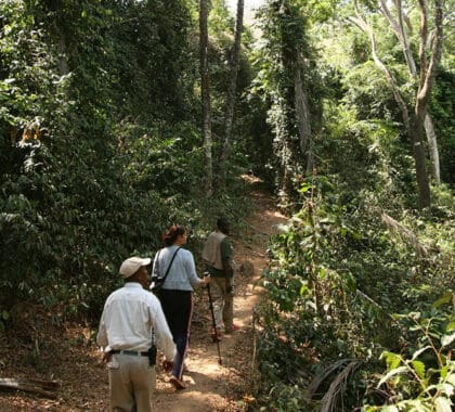 Enjoy treks through the forest with your knowledgeable guide