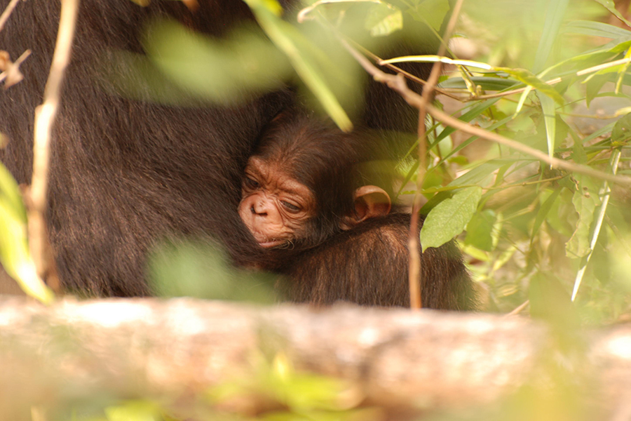 Thanks to years of unobtrusive scientific research, the chimpanzees of Gombe Stream are relaxed around humans.
