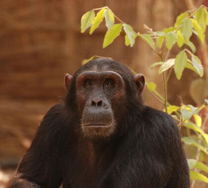 A face-to-face encounter with a chimpanzee