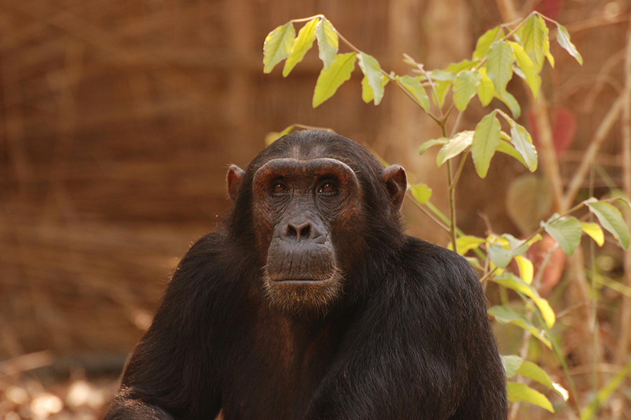 A face-to-face encounter with a chimpanzee