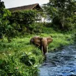 Odzala-Kokoua National Park, a swathe of majestic primary forest famed for its biodiversity. 