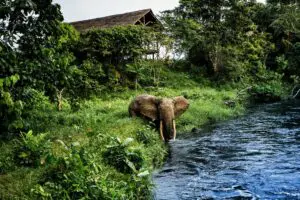 Odzala-Kokoua National Park, a swathe of majestic primary forest famed for its biodiversity. 