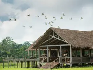 Mboko se encuentra en un claro del bosque, donde se pueden ver búfalos en la bruma matinal y luciérnagas por la noche.