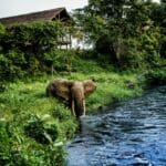 El campamento Mboko, en el Congo, goza de una tranquila ubicación junto al río, y desde él se pueden avistar elefantes y búfalos.
