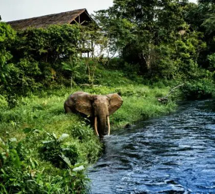 El campamento Mboko, en el Congo, goza de una tranquila ubicación junto al río, y desde él se pueden avistar elefantes y búfalos.
