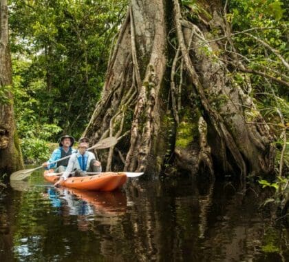 En piragua, podrá adentrarse en el corazón del bosque a través de estrechas vías fluviales y canales.