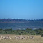 Enjoy morning & afternoon game drives in Lake Nakuru National Park.
