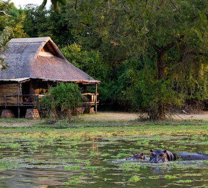 Hippos right in front of Mfuwe Lodge. 