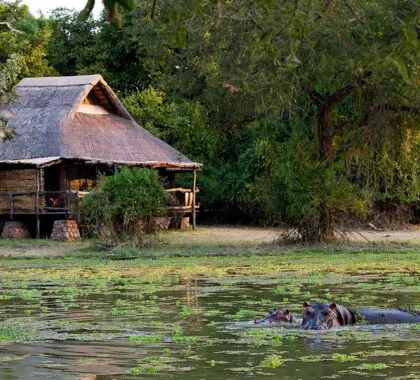 Hipopótamos justo delante del Mfuwe Lodge. 