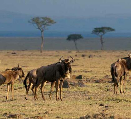 Baby wildebeest grow quickly in the southern Serengeti until it's time to move north.