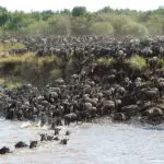 Migración a través del río.